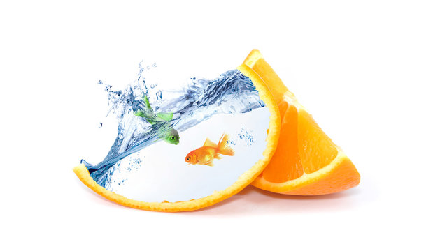 Orangenfisch beim baden
