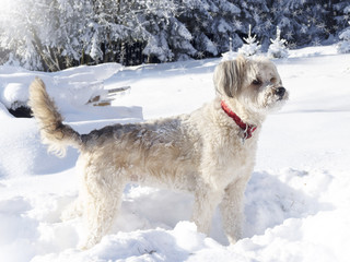 Dog playing in snow. Winter holiday 