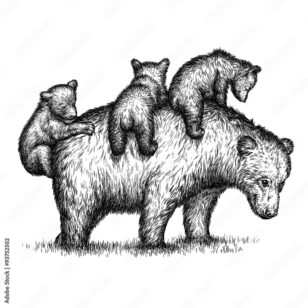 Wall mural engrave bear illustration