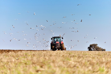 festin pour les mouettes