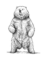 engrave bear illustration