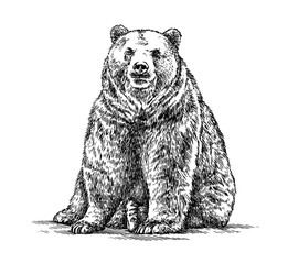 Fototapeta na wymiar engrave bear illustration