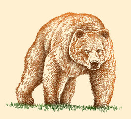engrave bear illustration