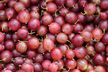 groseilles à maquereau