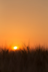 大麦畑に昇る朝日