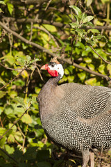 Helmeted Guineafowl
