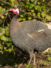 Helmeted Guineafowl