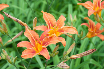 Day lily