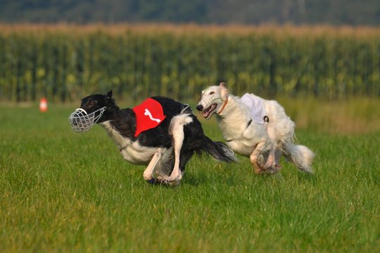 zwei Barsoi beim Coursing