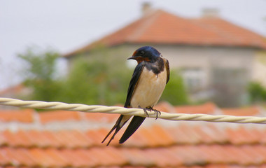 barn swallow 