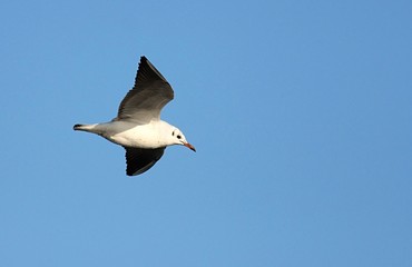 Black-headed Gull