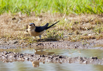 Red-rumped Swallow on the ground