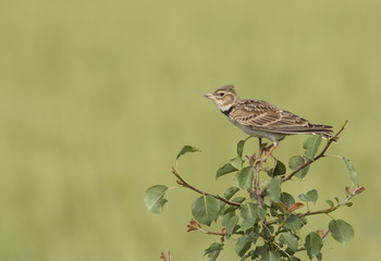 Calandra lark (Melanocorhypha calandra)