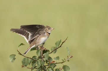 Calandra lark (Melanocorhypha calandra)
