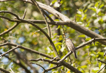 Spotted Flycatcher (Muscicapa striata)