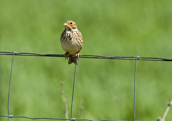 Corn Bunting on the fence