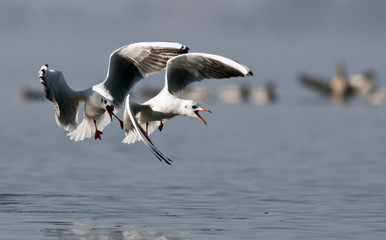 Black-headed Gulls