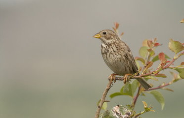 Corn Bunting