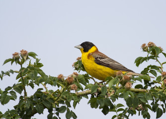 Black-headed Bunting (Emberiza melanocephala)