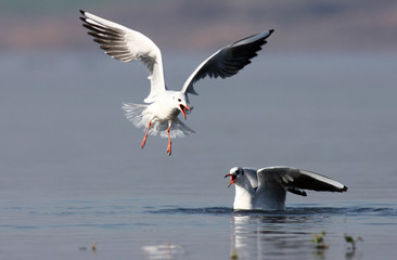 Fototapeta na wymiar Black-headed Gulls