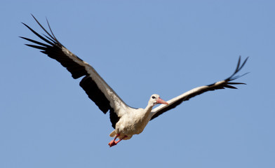 Obraz premium Migrating White Storks