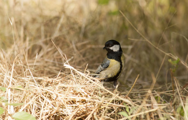 Great Tit