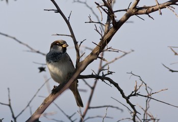 House sparrow (Passer domesticus)