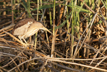 Little bittern