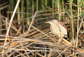 Little bittern