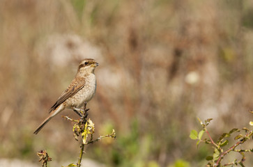 Young Red-backed Shrike