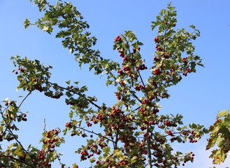 Obraz na płótnie Canvas Baum mit roten Früchten vor blauem Himmel