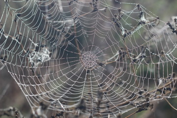 Spiderweb