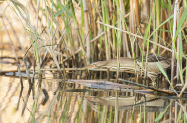 Little bittern