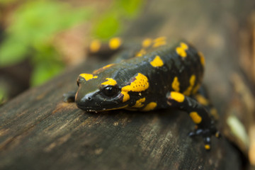 Fire Salamander