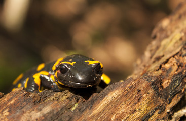 Fire Salamander