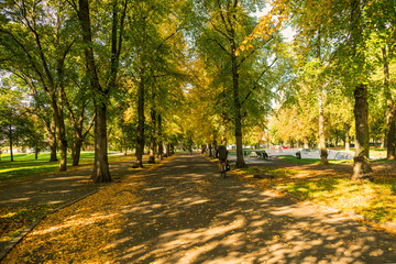 Fototapeta premium jesień