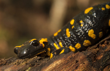 Fire Salamander