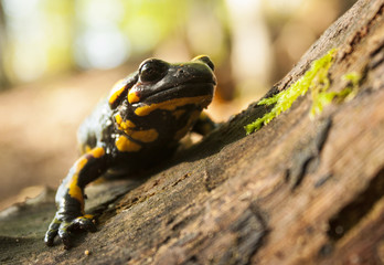 Fire Salamander