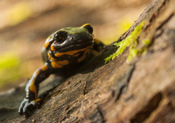 Fire Salamander