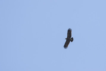 Lesser spotted eagle