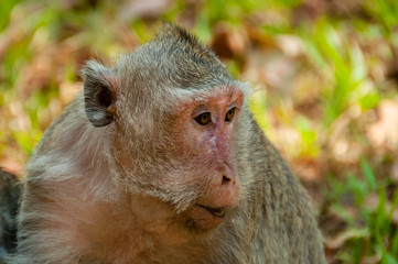 Face of grey monkey macaque