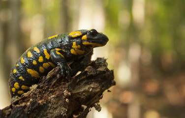 Fire Salamander