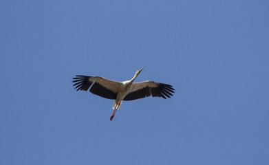 Migrating White Stork