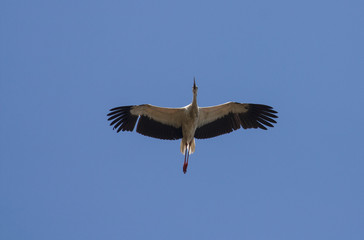 Migrating White Stork