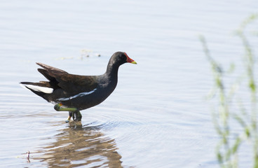 Common Moorhen (Gallinula chloropus)