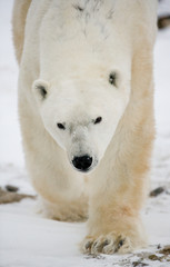 Naklejka na ściany i meble Portrait of a polar bear. Close-up. Canada. An excellent illustration.