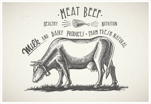 Cow in graphic style, image made from hand drawing.