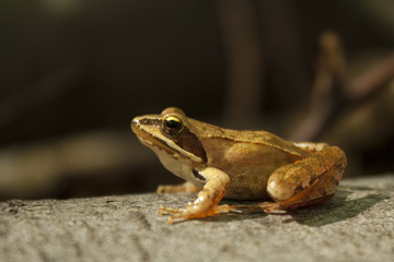 Greek stream frog (Rana graeca)
