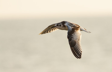 Little Gull in flight