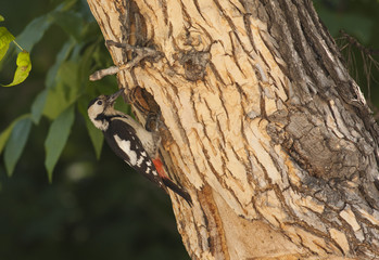 Syrian Woodpecker on nest